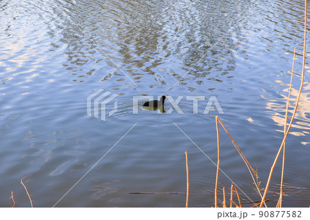 Regensburg, Germany, portrait of a coot duck (Fulica atra) bird swimming on Danube river 90877582