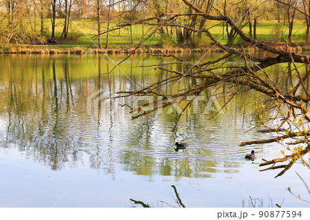 Regensburg, Germany, portrait of a coot duck (Fulica atra) bird swimming on Danube river 90877594