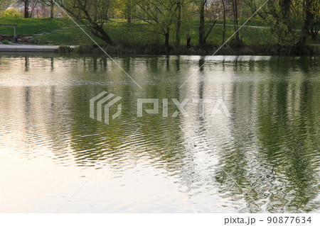 Regensburg, Germany, Great crested grebe bird floating on the Danube riverv Regensburg, Germany, Great crested grebe bird floating on the Danube riverv 90877634