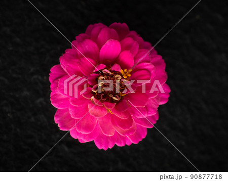 Top view of a flower on black background. Macro shoot. Top view of a flower on black background. Macro shoot. 90877718