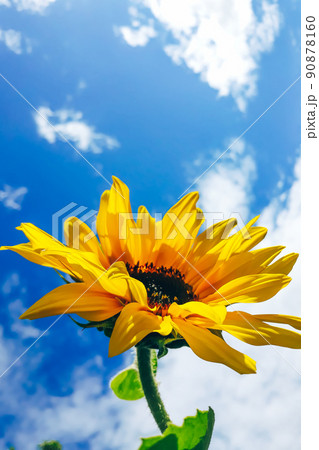 Yellow sunflower flower against blue sky. Summer natural background. 90878160