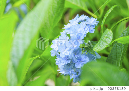 赤塚アジサイガーデン　満開のあじさい 90878189