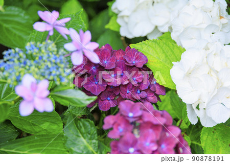 赤塚アジサイガーデン 満開のあじさい 赤塚アジサイガーデン 満開のあじさい 90878191