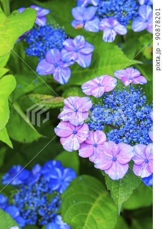 赤塚アジサイガーデン　満開のあじさい 90878201