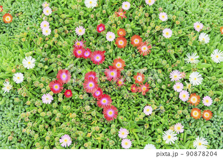 赤塚アジサイガーデン　満開のあじさい 90878204