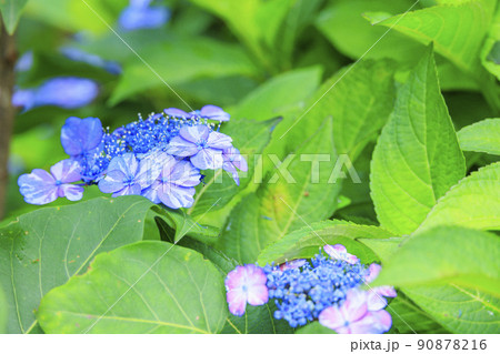 赤塚アジサイガーデン 満開のあじさい 赤塚アジサイガーデン 満開のあじさい 90878216