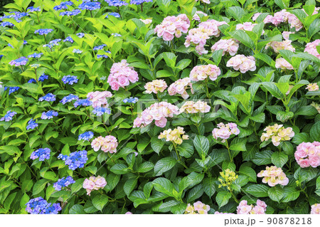 赤塚アジサイガーデン 満開のあじさい 赤塚アジサイガーデン 満開のあじさい 90878218