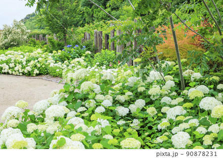 赤塚アジサイガーデン 満開のあじさい 赤塚アジサイガーデン 満開のあじさい 90878231