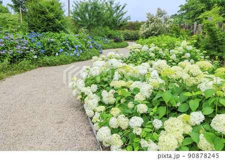 赤塚アジサイガーデン 満開のあじさい 赤塚アジサイガーデン 満開のあじさい 90878245