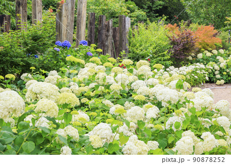 赤塚アジサイガーデン　満開のあじさい 90878252