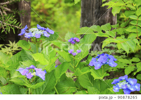 赤塚アジサイガーデン 満開のあじさい 赤塚アジサイガーデン 満開のあじさい 90878265