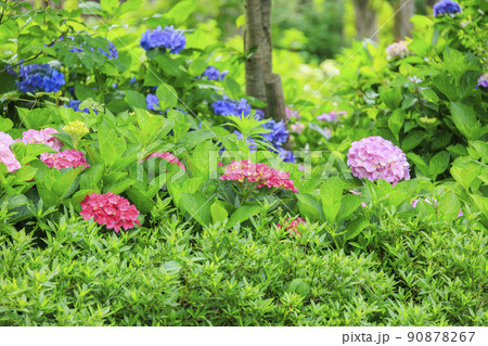 赤塚アジサイガーデン 満開のあじさい 赤塚アジサイガーデン 満開のあじさい 90878267