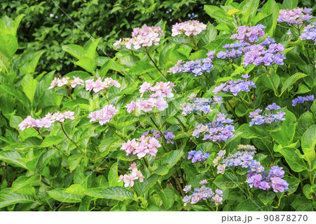 赤塚アジサイガーデン 満開のあじさい 赤塚アジサイガーデン 満開のあじさい 90878270