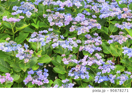 赤塚アジサイガーデン　満開のあじさい 90878271