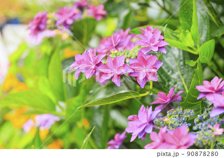 赤塚アジサイガーデン 満開のあじさい 赤塚アジサイガーデン 満開のあじさい 90878280