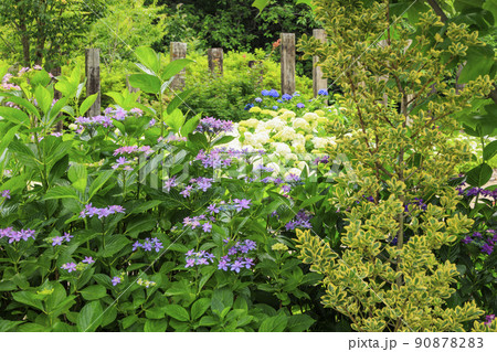 赤塚アジサイガーデン 満開のあじさい 赤塚アジサイガーデン 満開のあじさい 90878283