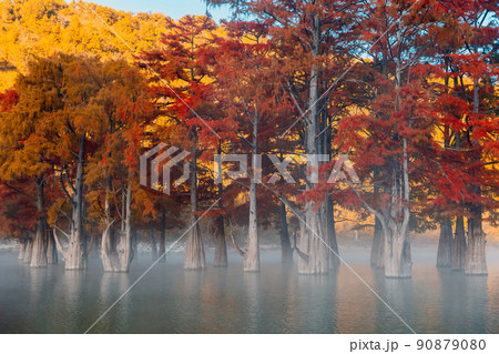 Orange swamp cypresses with early morning light on river with fog on water. 90879080