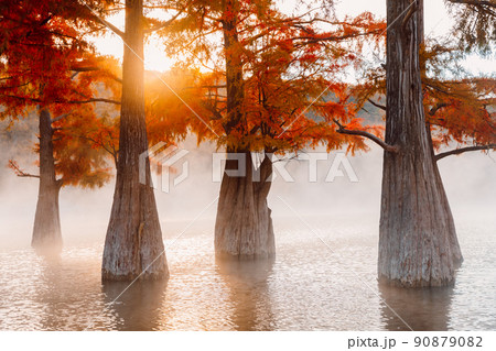 Swamp cypresses trees in water with orange needles, warm sunrise light and fog on river. 90879082