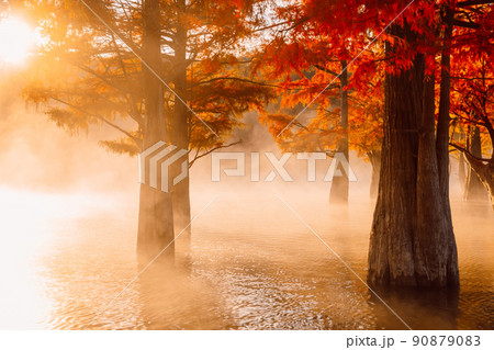 Swamp cypresses trees in water with orange needles, warm light and fog in Florida 90879083