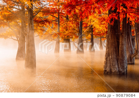 Trees in water with red needles, sunrise light and fog. Autumnal swamp cypresses on lake with reflection. 90879084