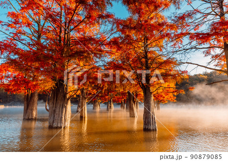 Taxodium with orange needles and sunrise light. Autumnal swamp cypresses on lake with reflection. 90879085