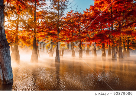 Trees in water with orange needles, sunrise and fog. Autumnal swamp cypresses on lake with reflection. 90879086