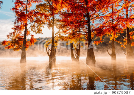 Taxodium distichum with needles. Autumnal swamp cypresses on lake with reflection. 90879087