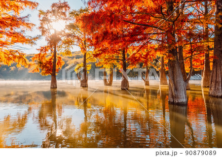 Trees in water with red needles in Florida. Swamp cypresses on lake and reflection. 90879089