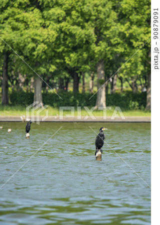 東京葛飾区水元公園　杭で休むカワウ 90879091
