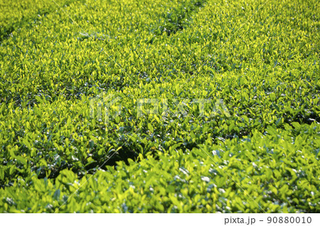 新茶摘みのころのお茶の葉 新茶摘みのころのお茶の葉 90880010