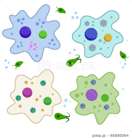 Amoeba Cell Small Unicellular Animal Virus のイラスト素材