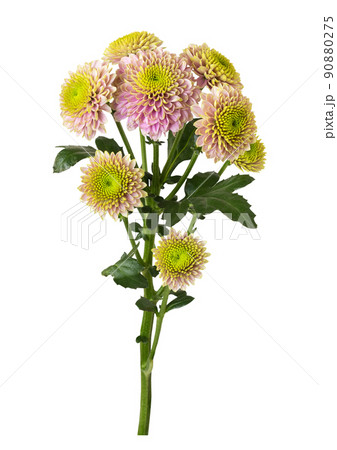 Twig of white chrysanthemum flowers isolated Twig of white chrysanthemum flowers isolated 90880275
