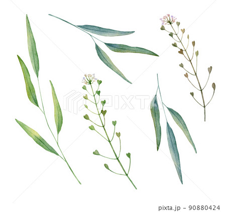 Watercolor capsella and field grass. Hand drawn watercolor illustration. Decorative design elements. Watercolor capsella and field grass. Hand drawn watercolor illustration. Decorative design elements. 90880424