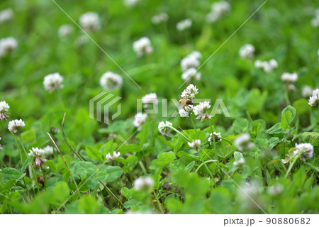 シロツメクサとミツバチ 90880682