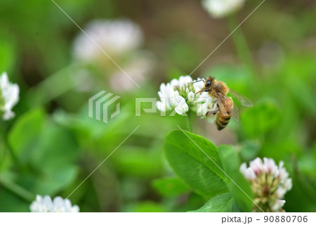 シロツメクサとミツバチ シロツメクサとミツバチ 90880706