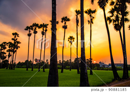 Dongtan Samkhok palm trees and rice fields during sunset in Pathum Thani, Bangkok, Thailand 90881185