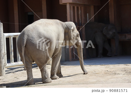 1頭のアジアゾウのいる動物園の風景 90881571