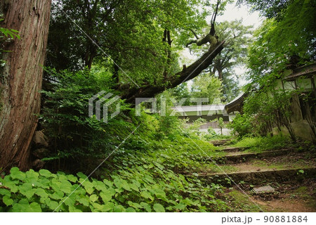 岩湧寺山門への草深い道のり 岩湧寺山門への草深い道のり 90881884