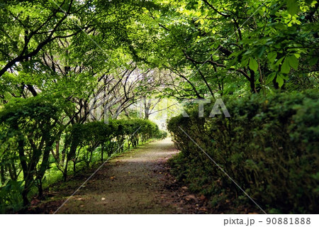 岩湧寺四季彩舘への道 岩湧寺四季彩舘への道 90881888