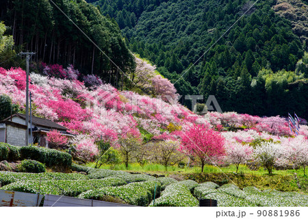 高知県は仁淀川町の久喜の花桃 高知県は仁淀川町の久喜の花桃 90881986