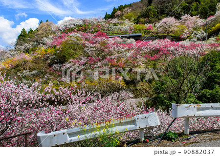 高知県は仁淀川町の上久喜の花桃 90882037