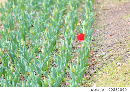 チューリップの花 90882049