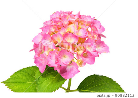 【紫陽花】 (深度合成) 90882112