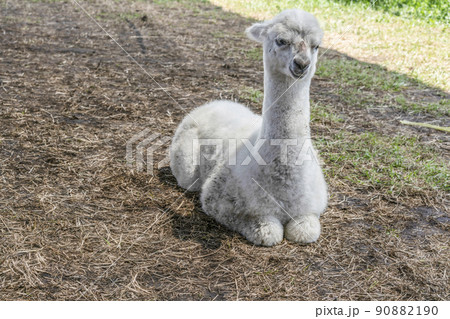 アルパカ（八ヶ岳アルパカ牧場） 90882190
