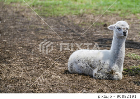 アルパカ（八ヶ岳アルパカ牧場） 90882191