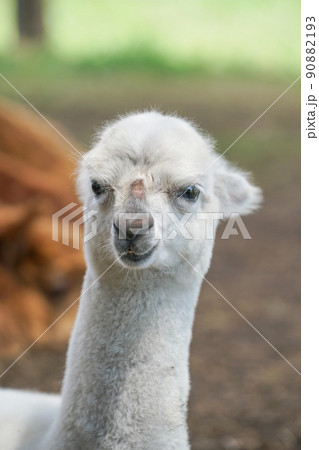 アルパカ(八ヶ岳アルパカ牧場) アルパカ(八ヶ岳アルパカ牧場) 90882193