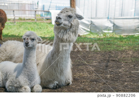 アルパカ（八ヶ岳アルパカ牧場） 90882206