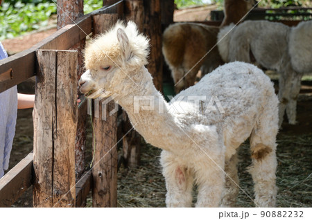 エサを食べるアルパカ（八ヶ岳アルパカ牧場） 90882232