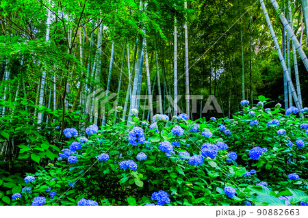 竹林とヒメアジサイ 90882663