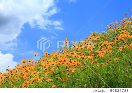 旭川土手の大金鶏菊 90882783